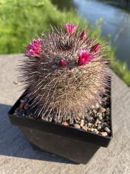 Mammillaria tayloriorum